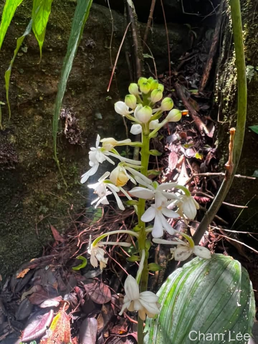 Calanthe triplicata (Willemet) Ames